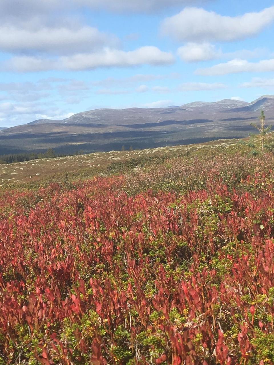 Loevasgardens Fjaellhotell Lovasen Buitenkant foto